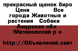 прекрасный щенок биро › Цена ­ 20 000 - Все города Животные и растения » Собаки   . Амурская обл.,Мазановский р-н